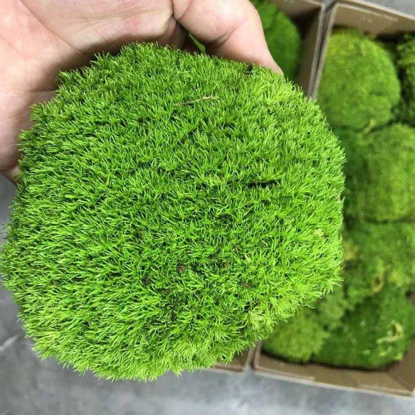 Every Love Preserved Pole Moss Pillow Bun Cushion Real Natural Green DIY Kit for Decorative Terrariums Gardening Art Wall Decor