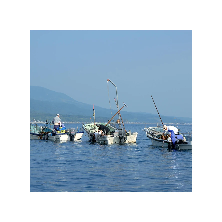 Japan seafood seasoning hidaka kelp importer dried seaweed price