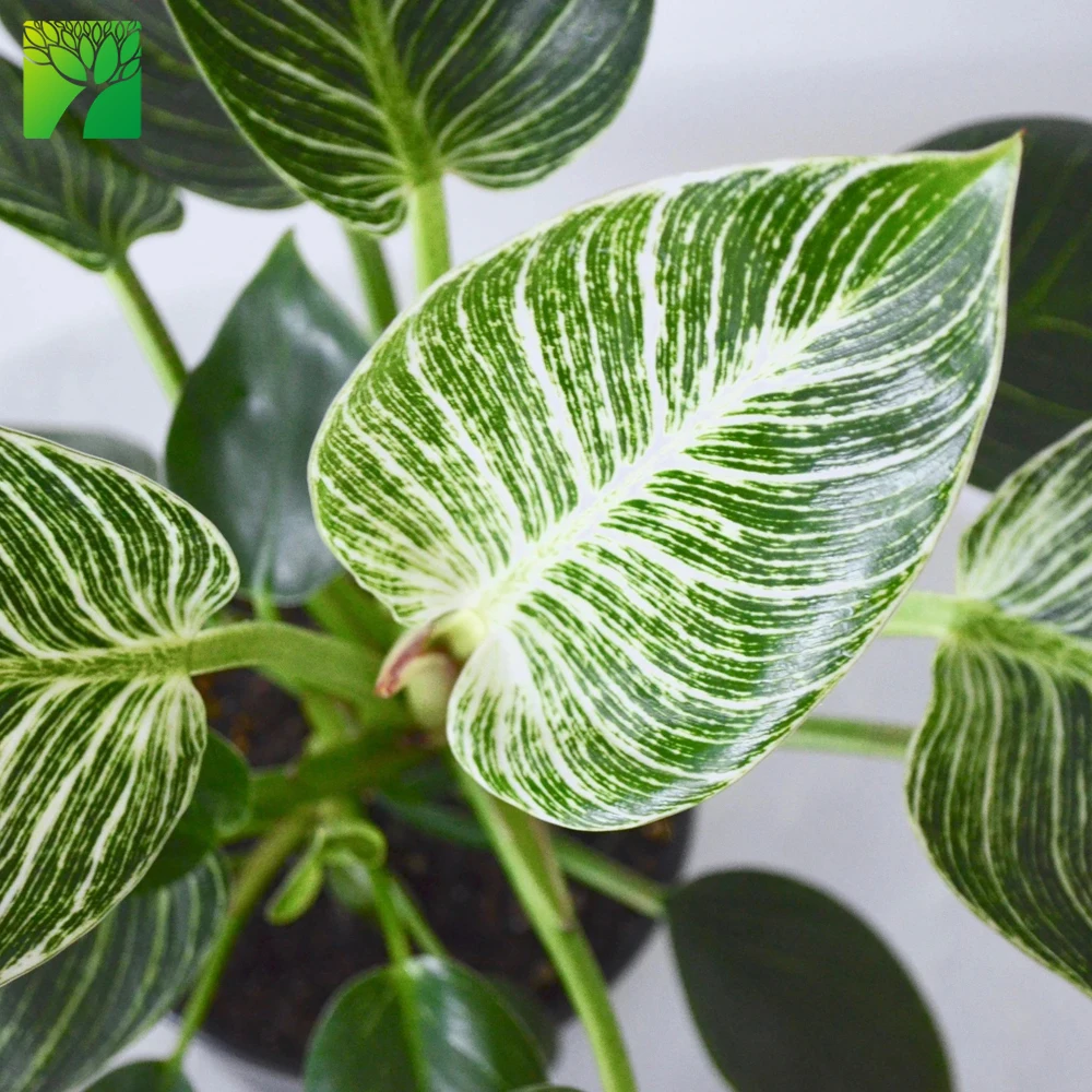 
 Прямая продажа, супер белый филодендрон Birkin Variegata, растения с естественной листвой для внутреннего декора  