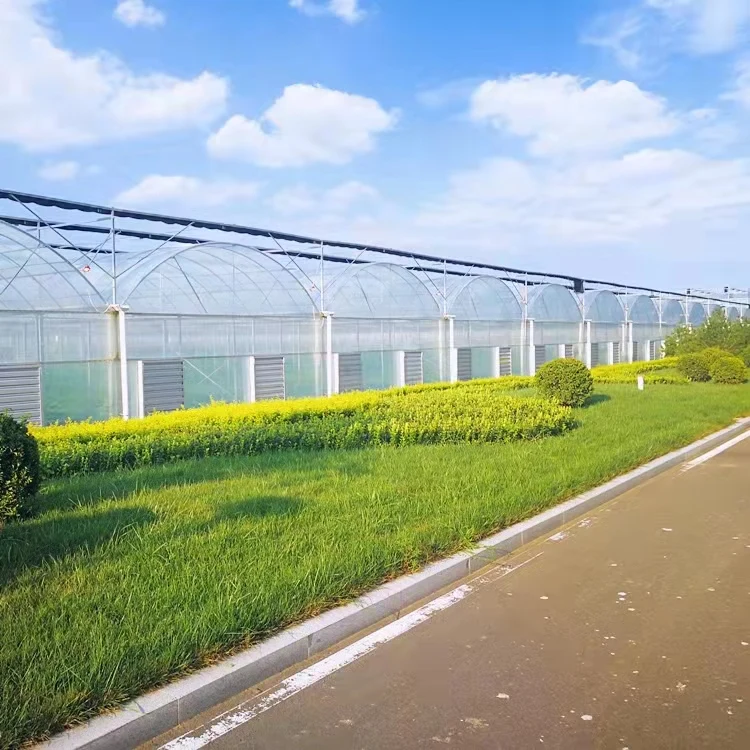 Polycarbonate Greenhouses with Agriculture Equipment and Tools for Agricultural Crops planting