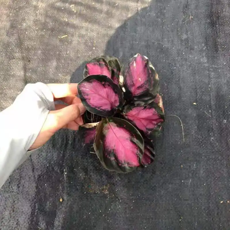 
Real plants Calathea rusco of indoor bonsai Ornamental plants 