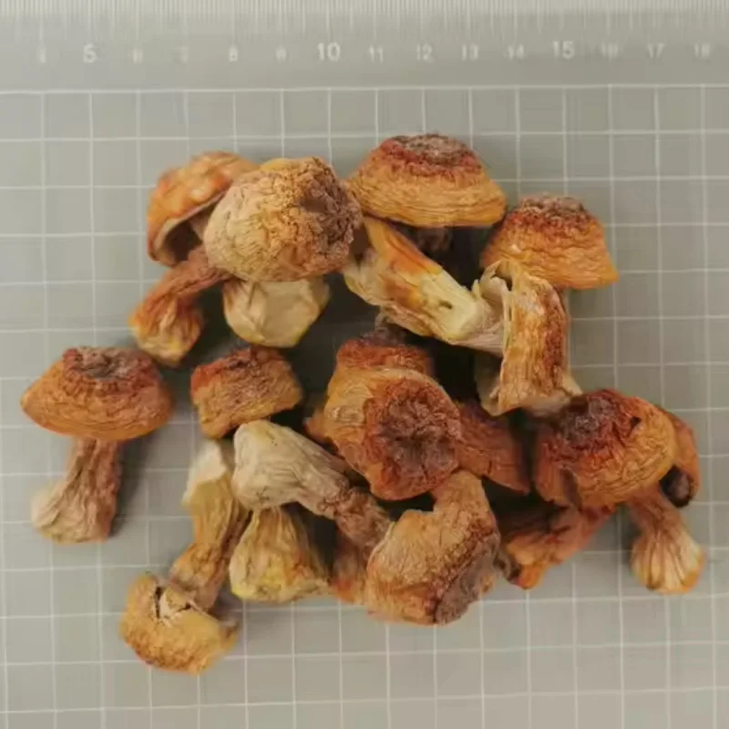 Best Price Organic Agaricus Blazei Whole Truffle Mushrooms Agaricus Blazei Murill Mushroom