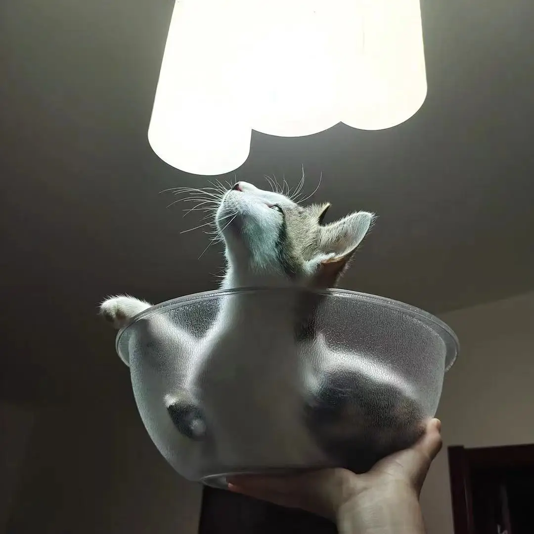 Cup Pet House New Product Durable Waterproof Plastic Pet Dog House Indoor Pet Care