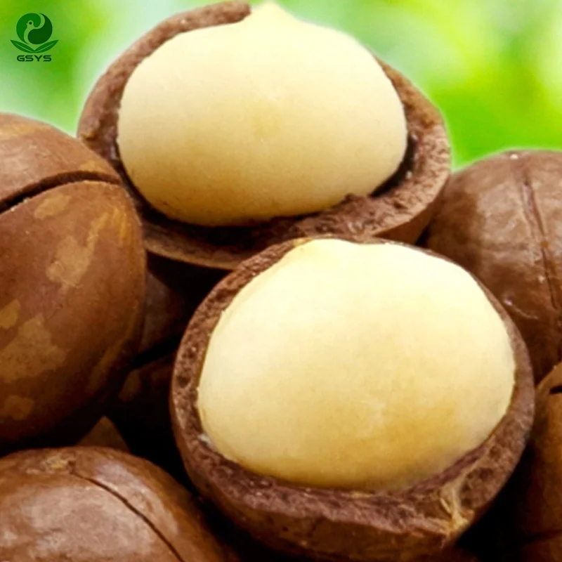 Заводская цена необработанные орехи макадамии с скорлупой
