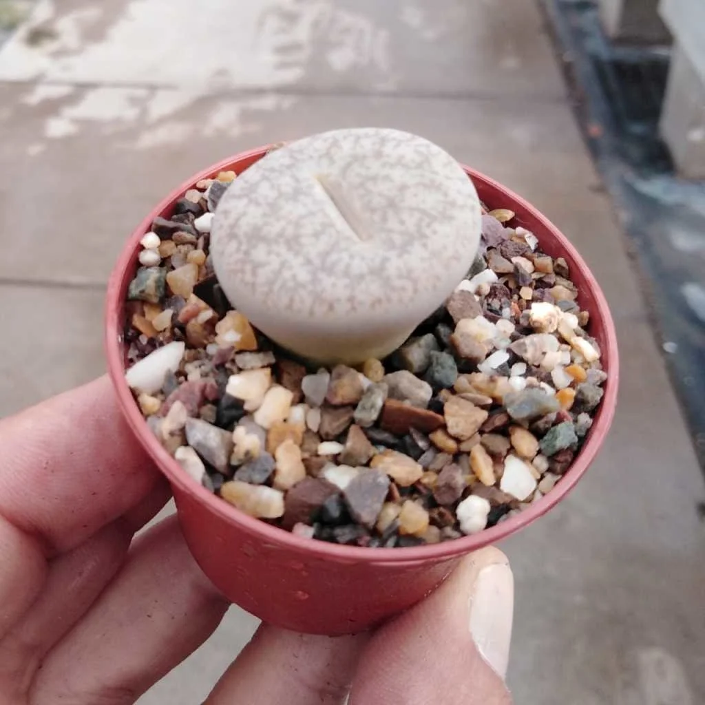 
Cheap wholesale natural living stone Lithops pseudo volkii succulent plants 