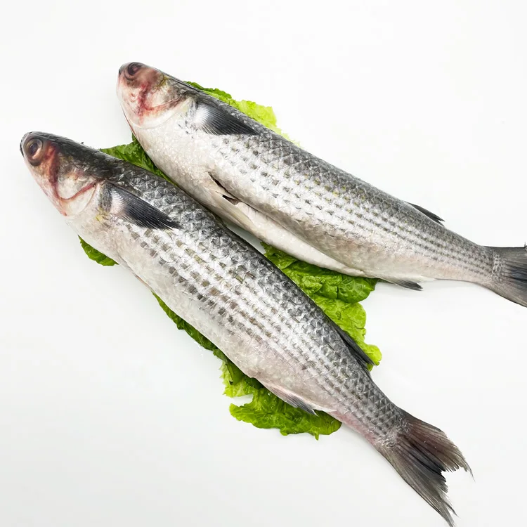 Cheap Price New Season Frozen Mullet Fish Size 1-2kg Grey Mullet for Sale