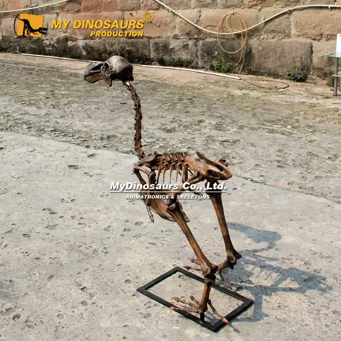 My Dino Extinct Realistic Life Size Animal Complete Dodo Skeleton