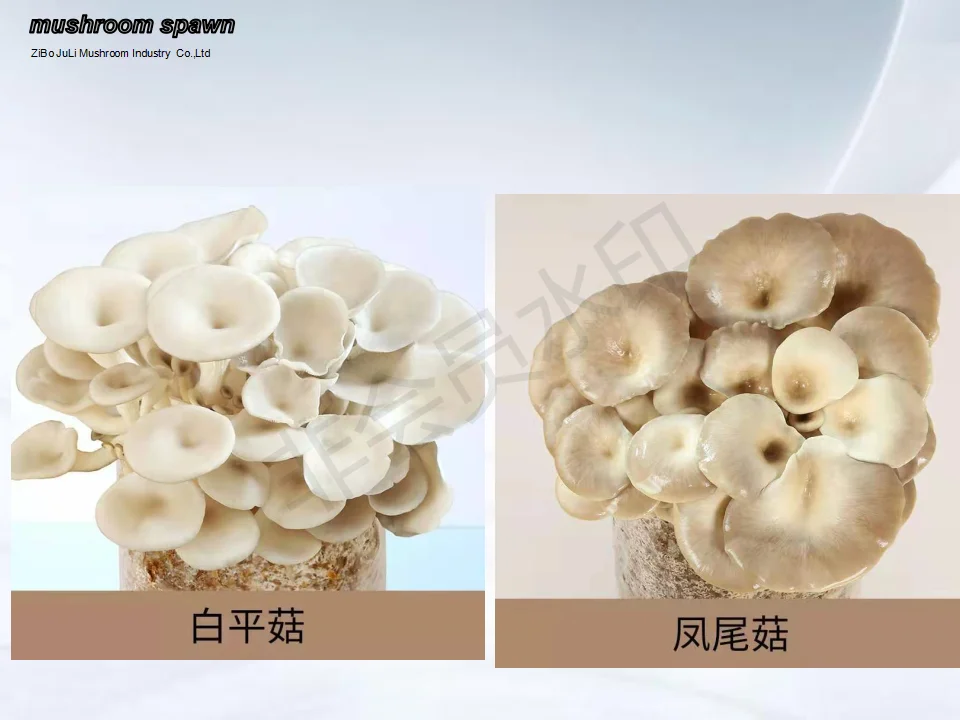 high harvest Farm organic fruitwood grey oyster mushroom spawn logs seeds oyster mushroom sticks