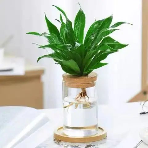 High-quality borosilicate glass Flower jars with perforated cork  for Hydroponic Plants