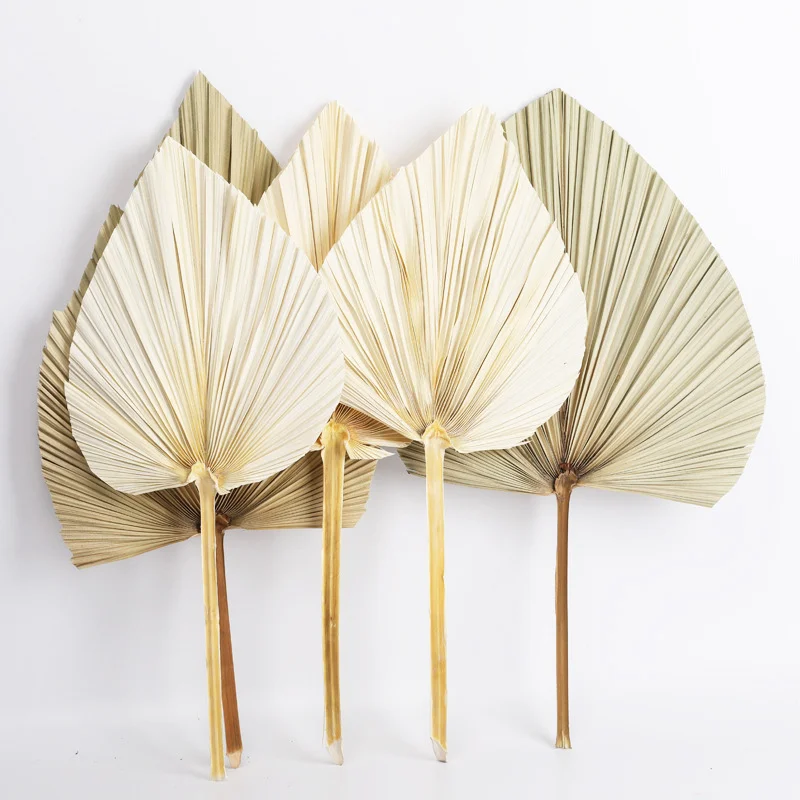 UO Amazon Hot Wedding Decorative Flower & Plant Dried Palm Leaves Hand Fan Oval Shape Large Dry Palm Leaf For Table Home Decor