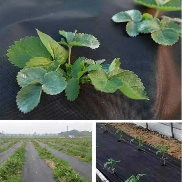 Wholesale Black PP Biodegradable Grass Greenhouse Ground Landscaping Spunbonded Nonwoven Weed Mat Fabric For Agriculture