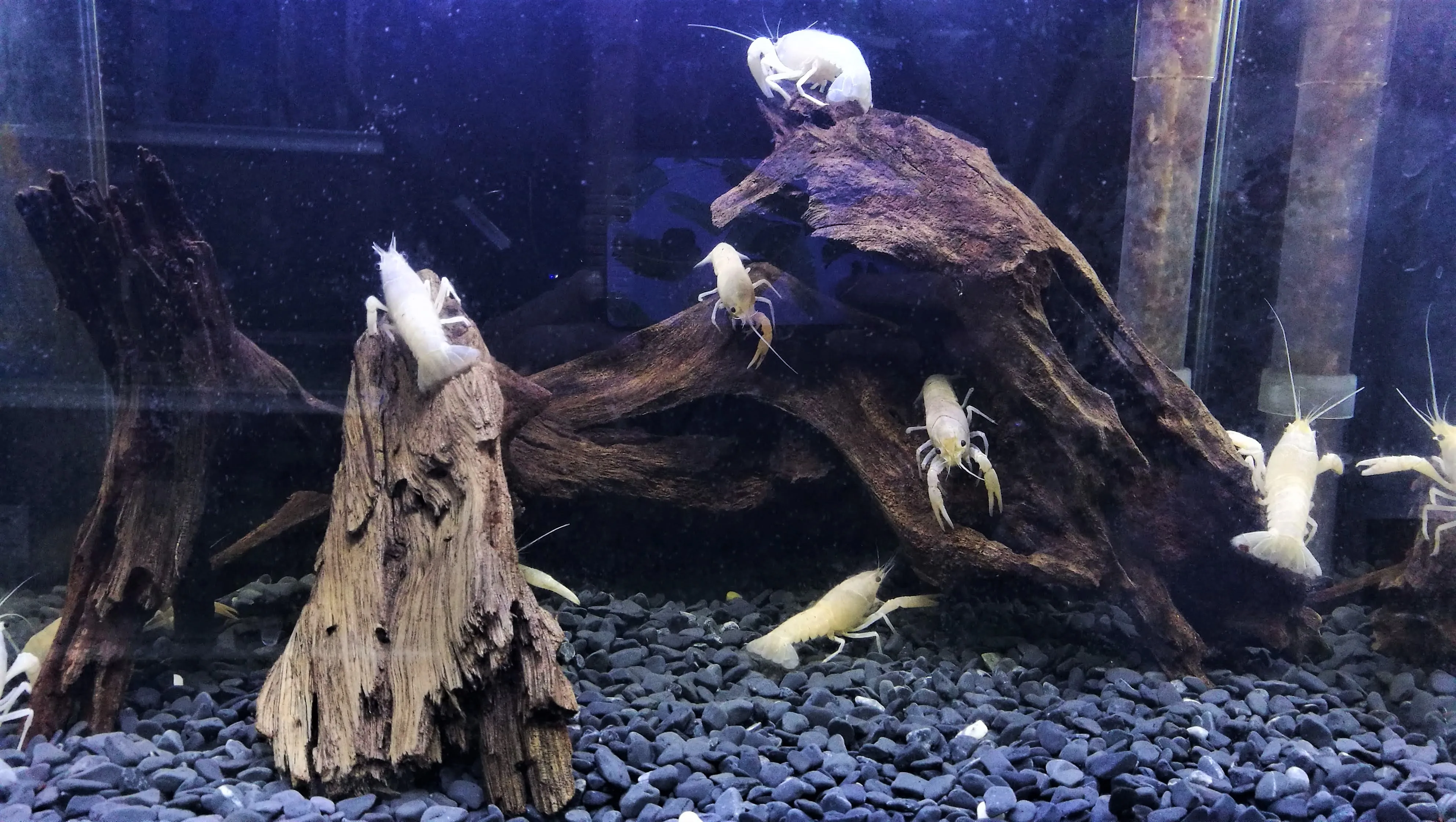 
Aquarium Decoration Driftwood Hollow Hoeycomb Porous Shrimp Wood Reptiel Shrimp Shelter Landscaping 