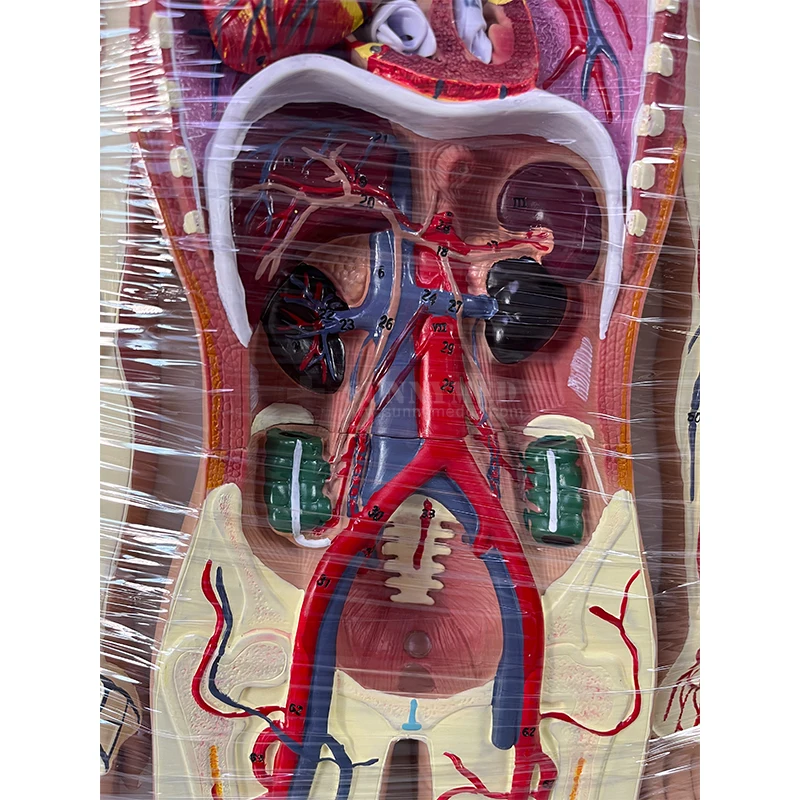 SY-N989 Больничная школа Обучающие пособия модель системы кровообращения человека внутренние органы сердца анатомии сосудов