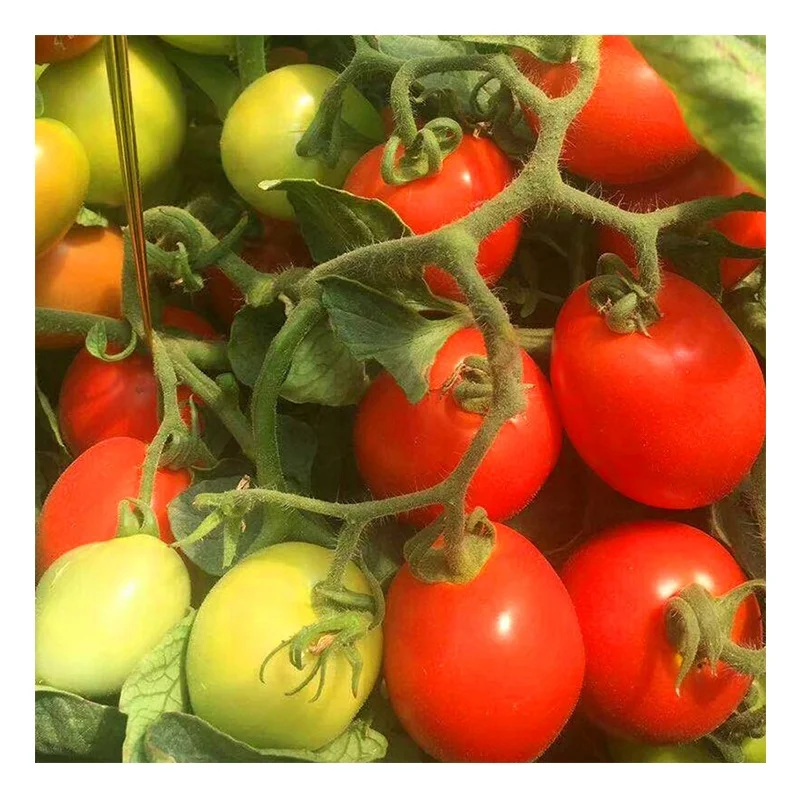 
From China, Processing Hybrid Tomato seeds 