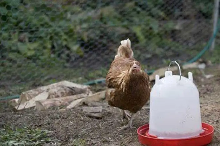 High quality plastic material chick automatic drinker duck water feeder for pigeon