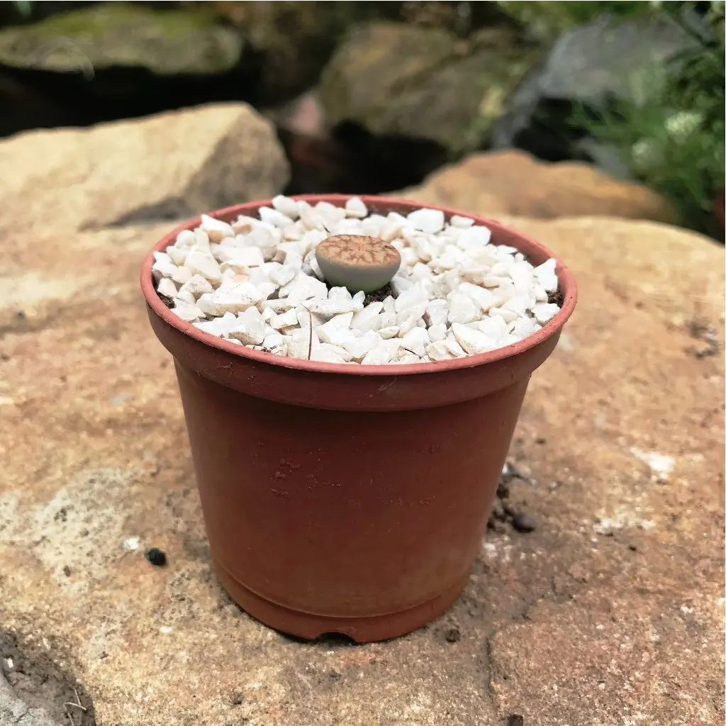 
Cheap wholesale natural living stone Lithops pseudo volkii succulent plants 