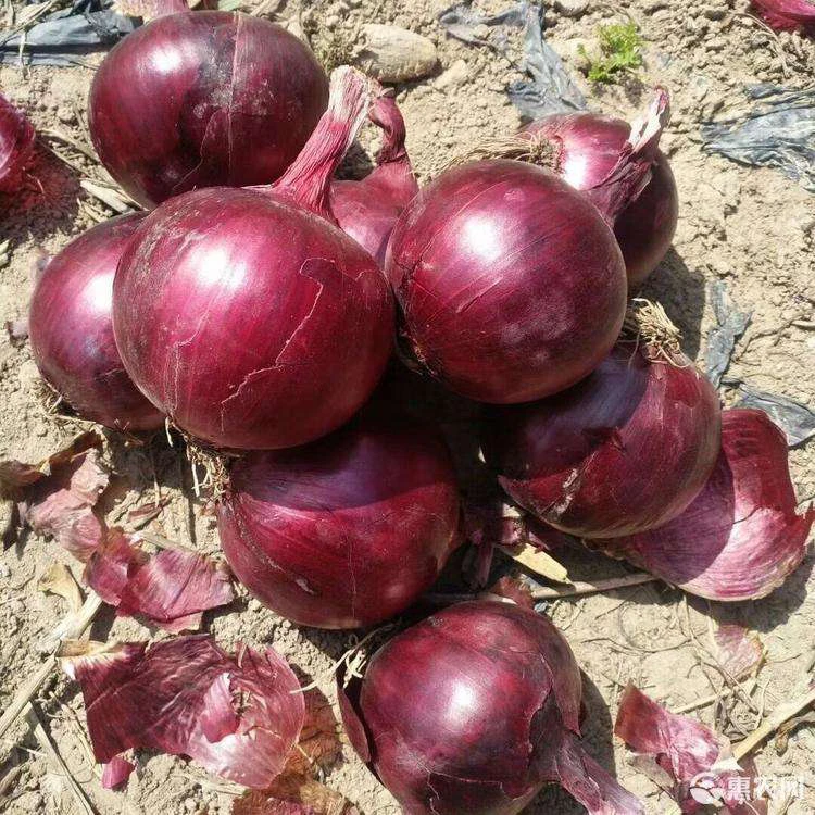 Exporter wholesale Price Fresh Red Onion