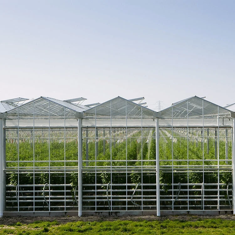 Large Multi-Span Hydroponic Greenhouse for Vegetable Tomato Strawberry Growing Durable with Film Plastic PVC Steel Materials