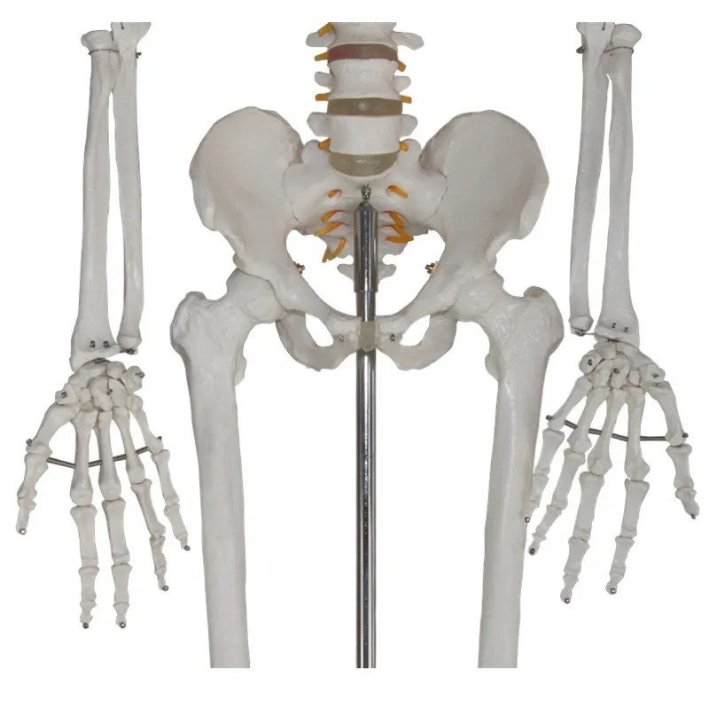Standard Naturally large detachable height 175cm Human Skeleton Model Material PVC