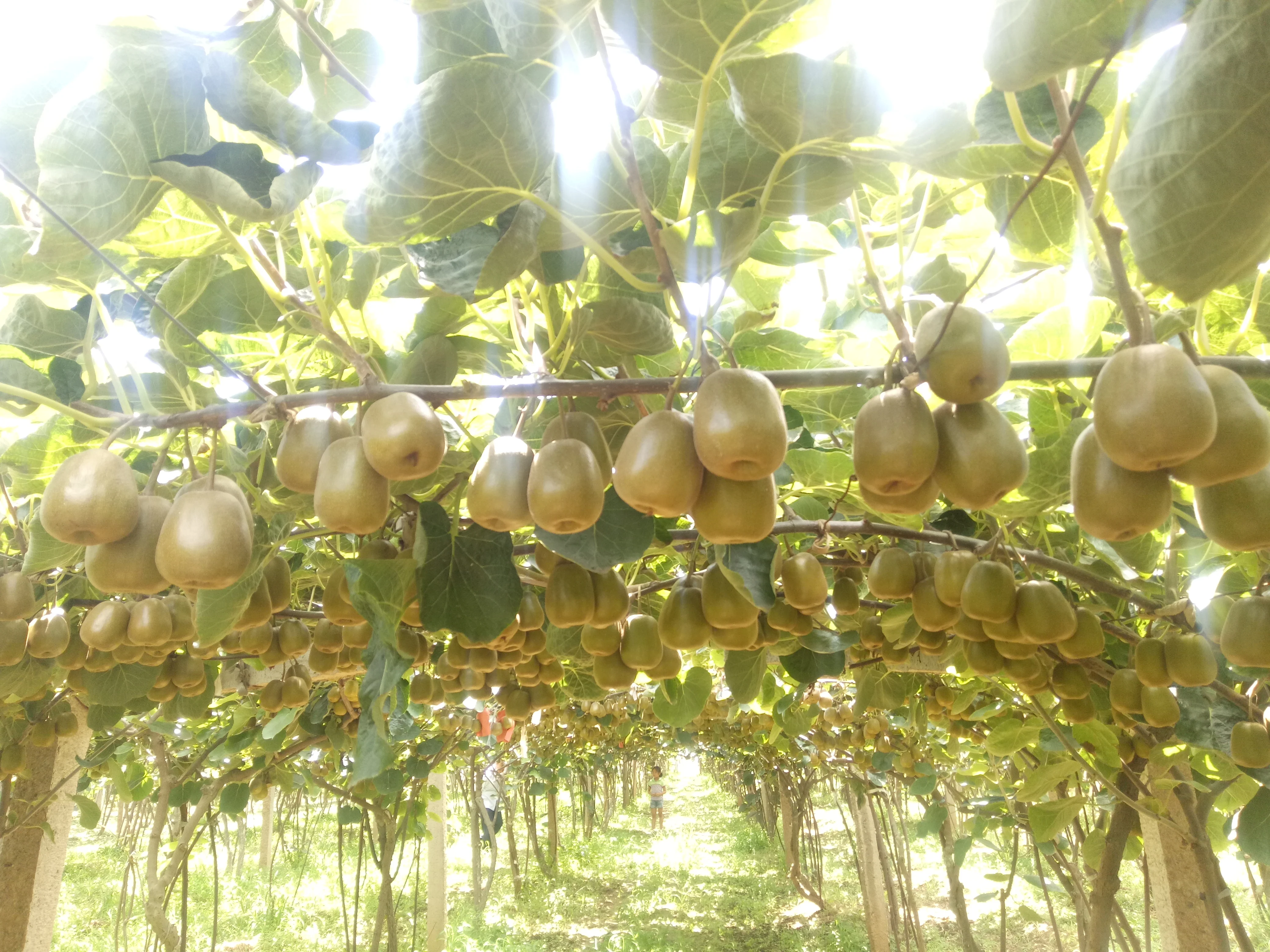 Fresh kiwi fruits orchard supplier in China Premium Green /Golden /Red kiwi for export