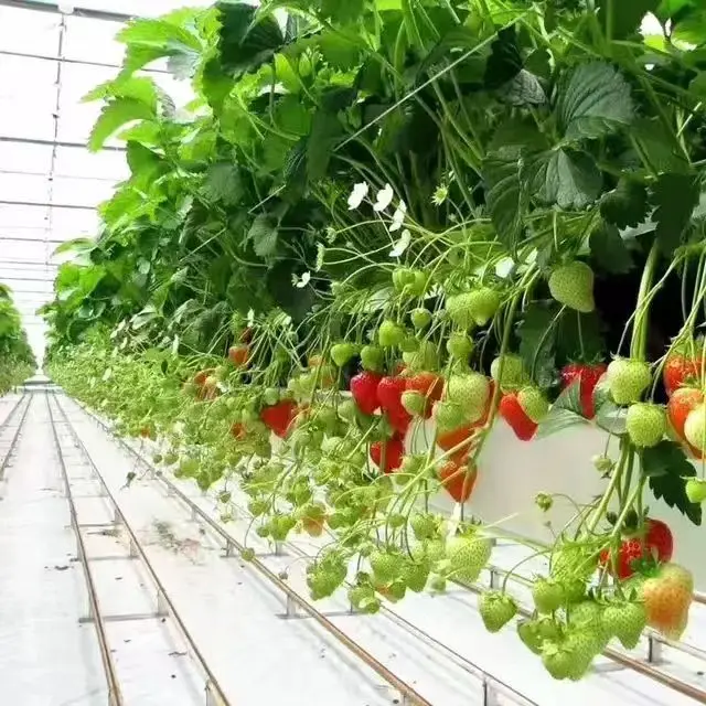 As customized Perforable and Sliceable Hot Sell Weed Mat PE Plastic Weed White Mat Fabric Cloth Weed Barrier   Ground Cover