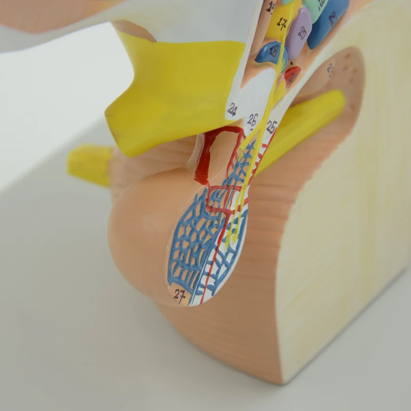 Diencephalon Model Enlarged Human Anatomical Telencephalon Thalamus Talamus Epithalamus Metathalamus Detachable Brain Model Med
