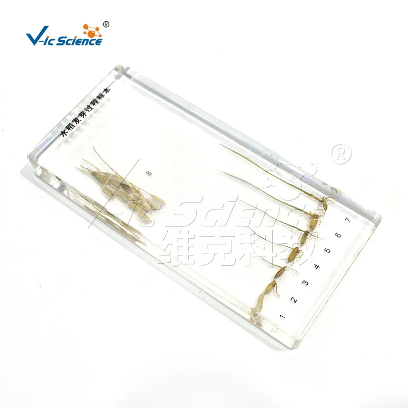 Образец процесса прорастания