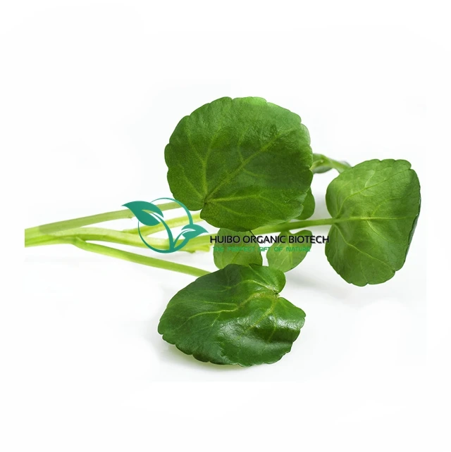 Wholesale Kelp powder with best price / sea weed powder