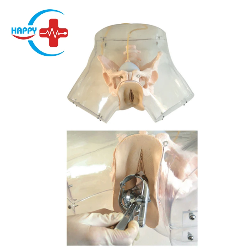 HC-S323 Medical Model Advanced Transparent Curettage Model,Teaching Model of Induced Abortion