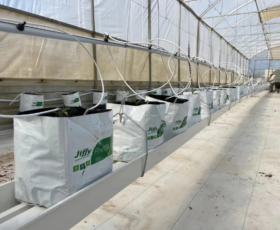 Agricultural Greenhouse Nft Vertical Hydroponic Systems for Farm Tomato/Cucumber/Salad/Strawberry