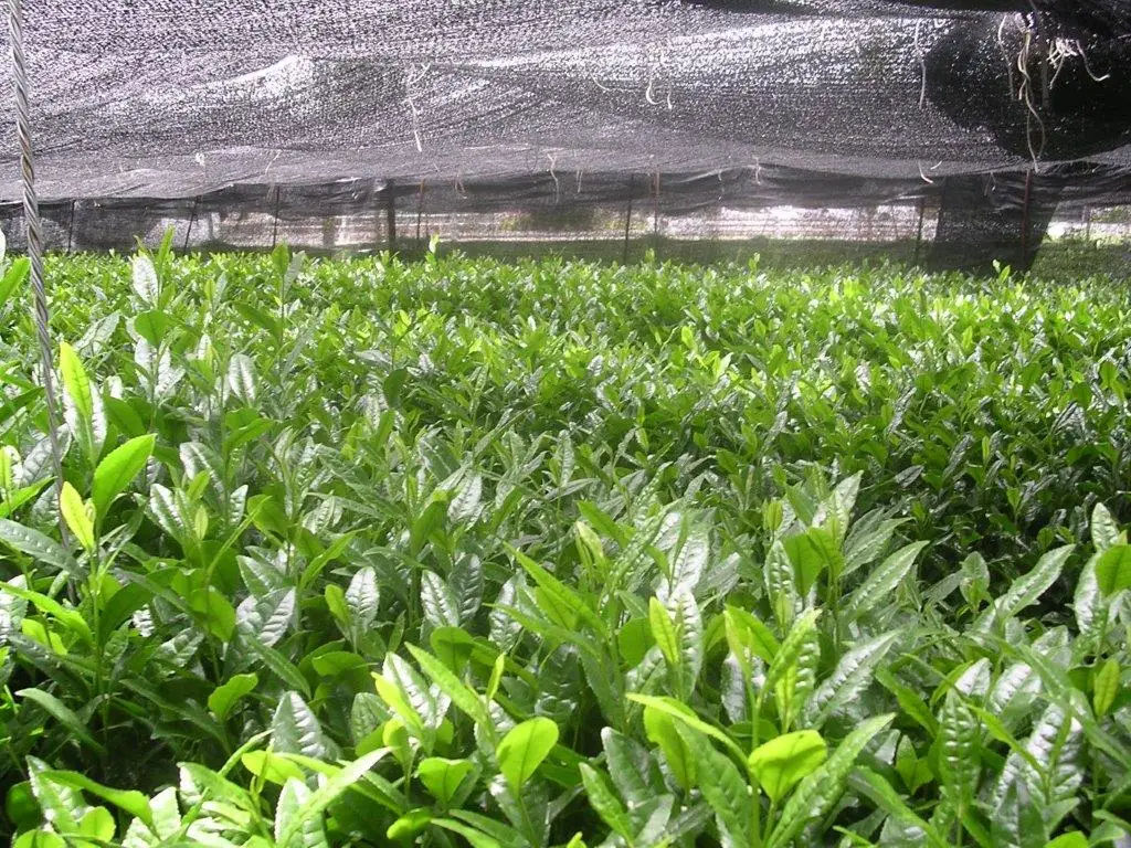 Japan import quality delicious fresh taste wholesale matcha powder for drinks and desserts