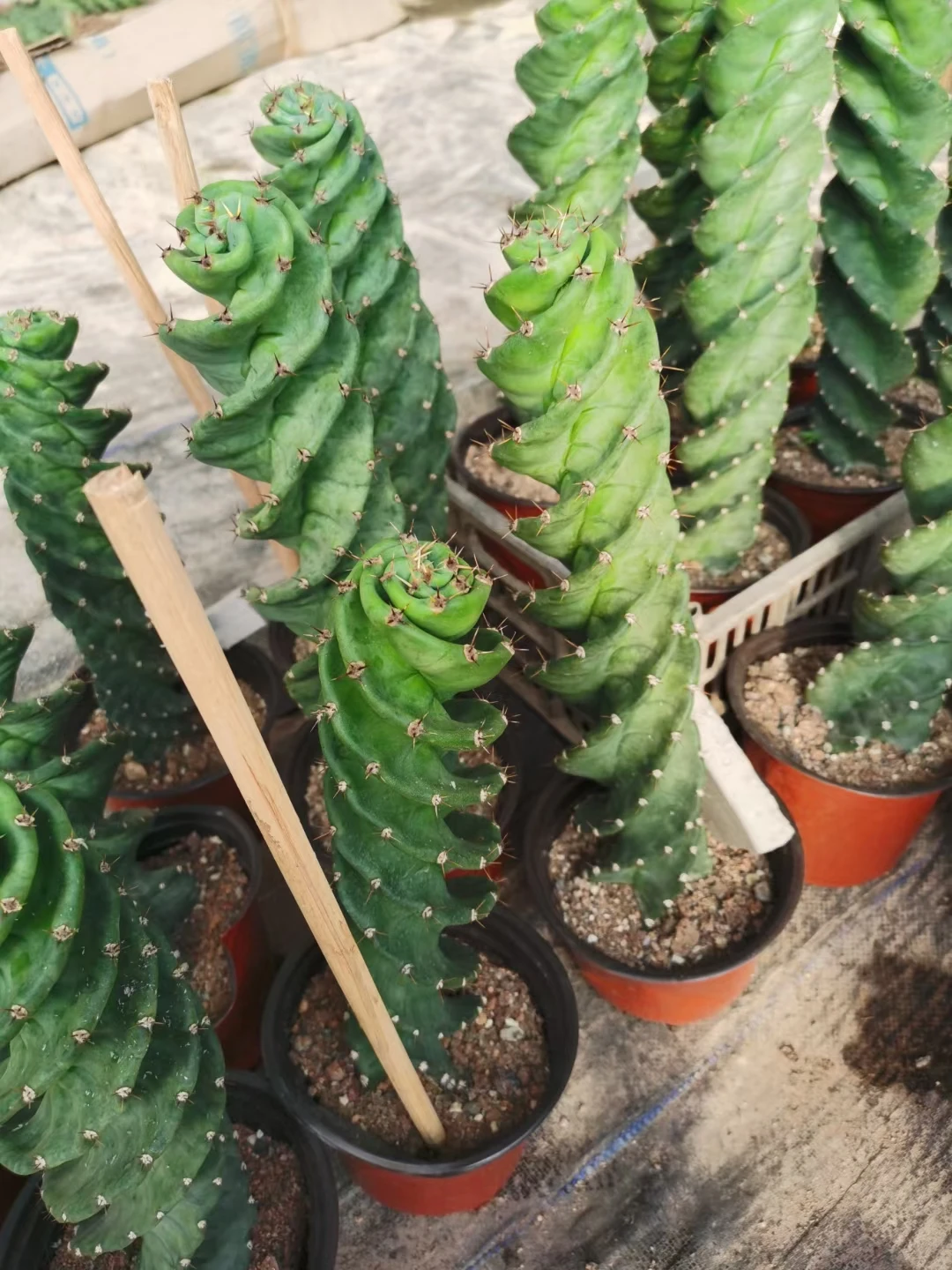 Wholesale Cactus Nature Cacti Live Cactus Succulent woody Plants indoor plant Spiral cactus