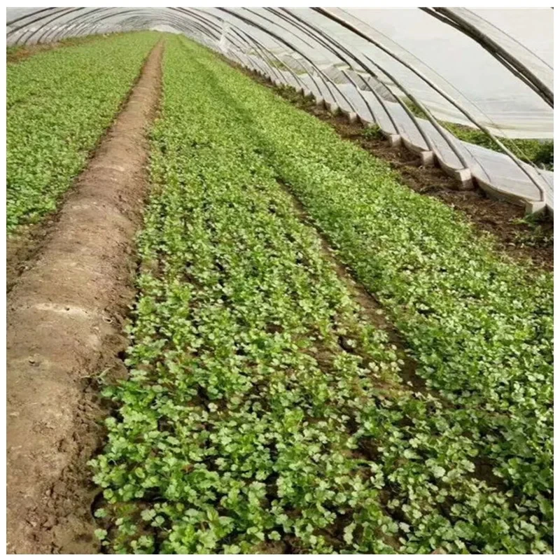 Semi-Automation Spinach Seed Planter Onion Seeder Vegetable Seed Planting Machine