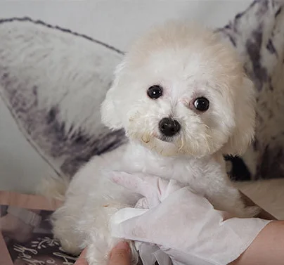 High Effective Pet Deodorizing Glove Wipes Pet Cleaning Grooming Products Dog Cat Bath Gloves