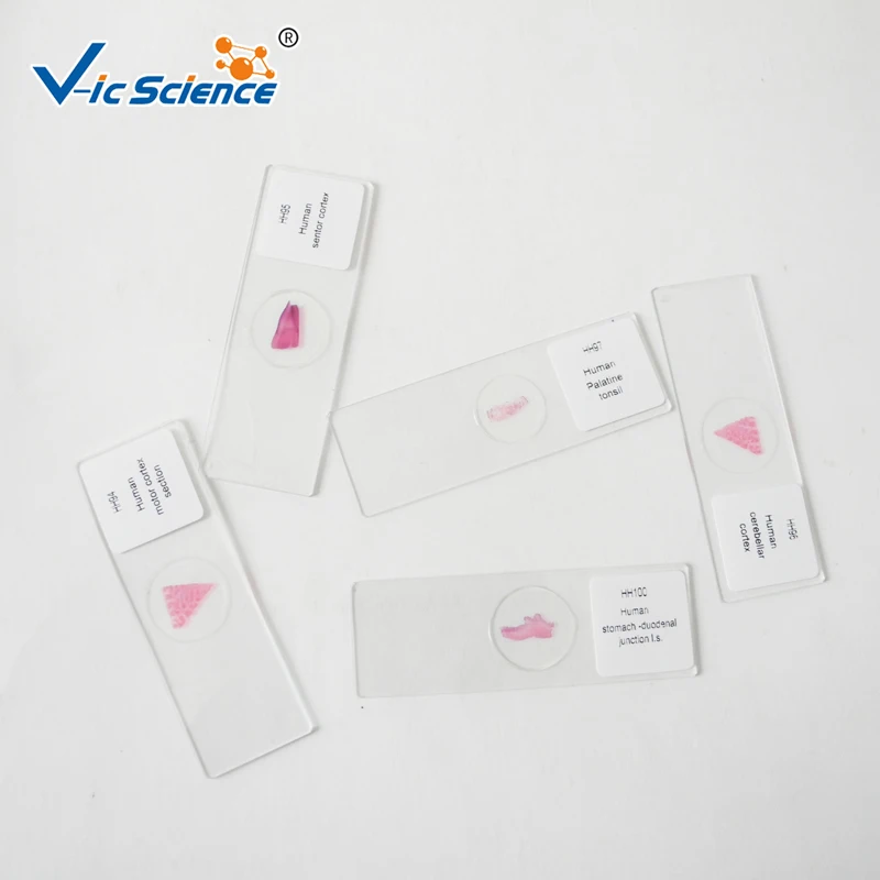 Hot sale connective tissue histology  slides histology slide
