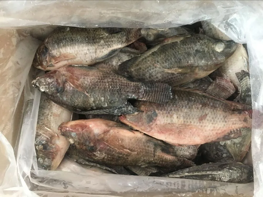 China Export Frozen Fish Frozen Black Tilapia