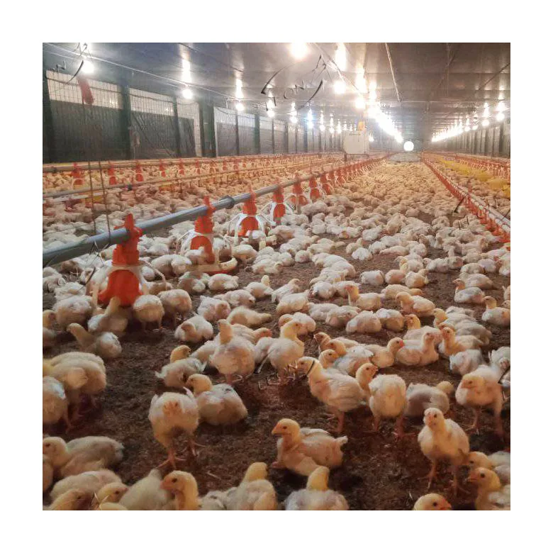 Hot sale automatic poultry plastic chicken feeder and drinker