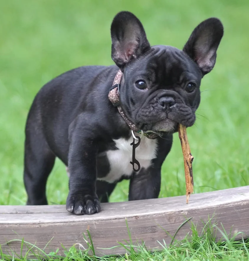 304 316 Stainless Steel Spring Hook Double End Hook Trigger Dog Swivel Snap Hooks