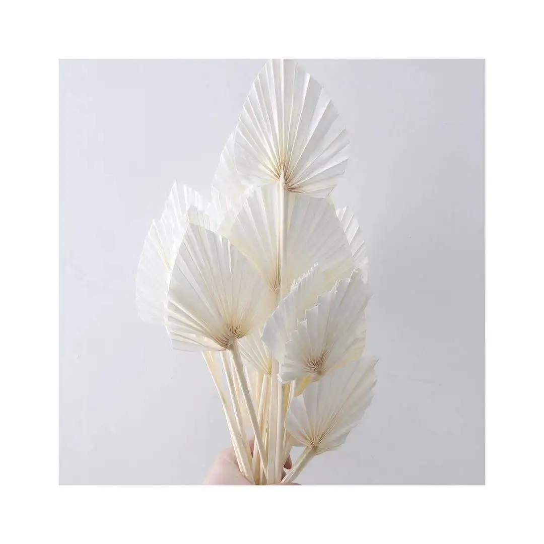 
Instagram popular dried flower sun Palm leave for wedding decoration 