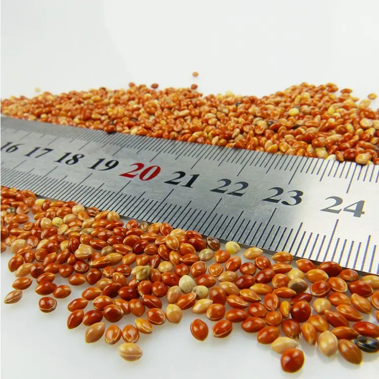Chinese Millet Black Red White Yellow Millet Price