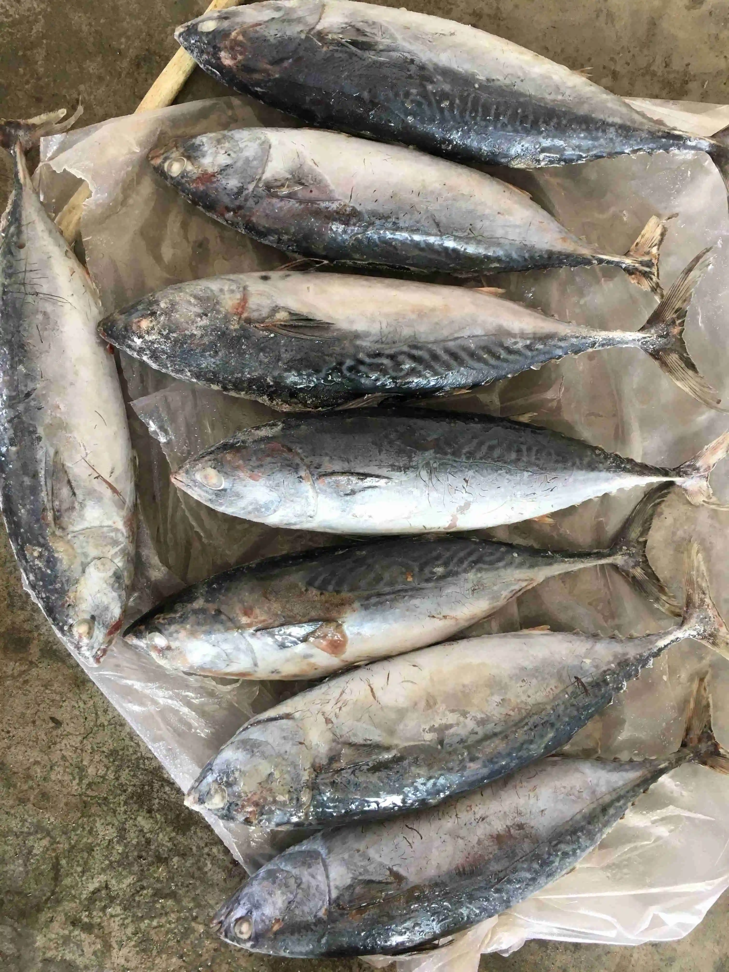 M22 1000g+ Frozen Bonito Fish Skipjack Tuna