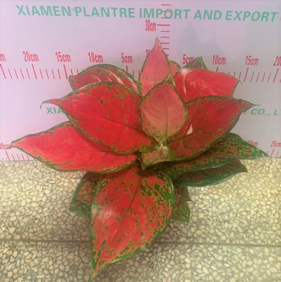 
Low price wholesale Aglaonema super red beauty ornamental live foliage woody plants real indoor bonsai 