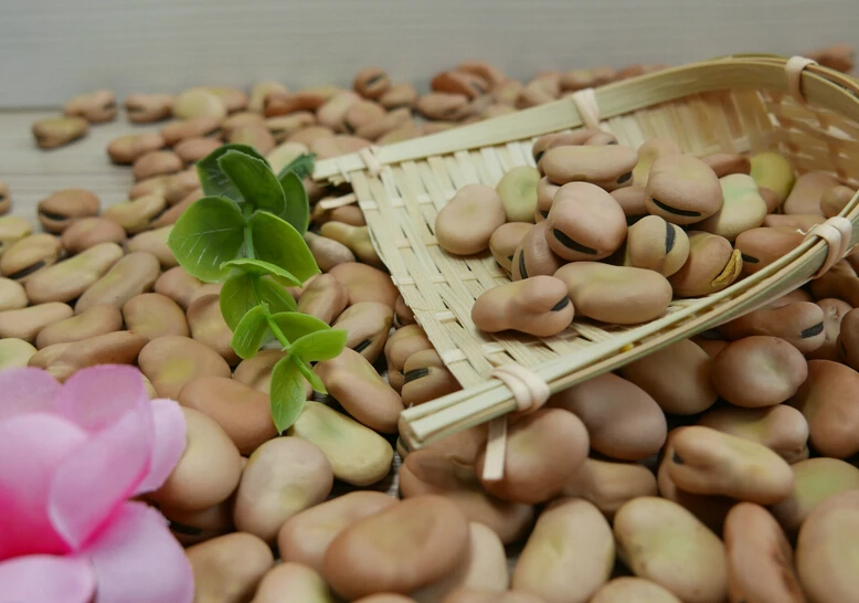 
New crop 2020 high quality of Faba beans 