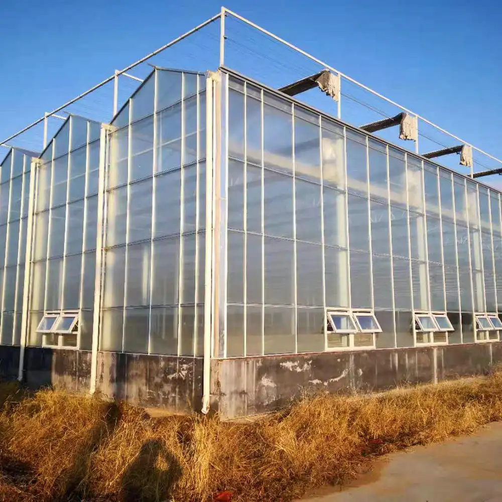 commercial uv coating polycarbonate sheet greenhouse growing roses for sale