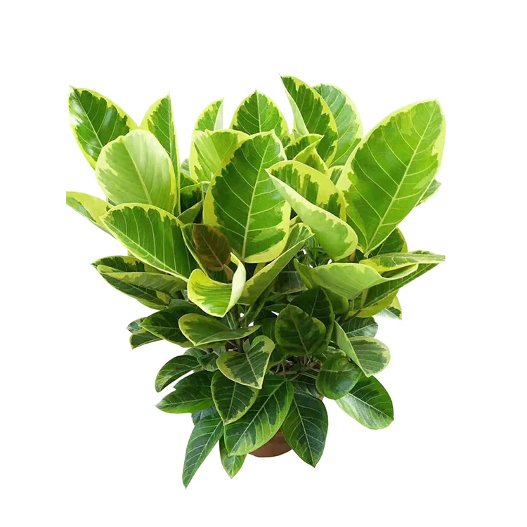 
Ficus Altissima CV. Variegata 