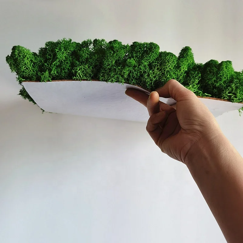 Factory high quality Interior office wedding wall decoration real natural moss 5 6cm preserved reindeer moss panel