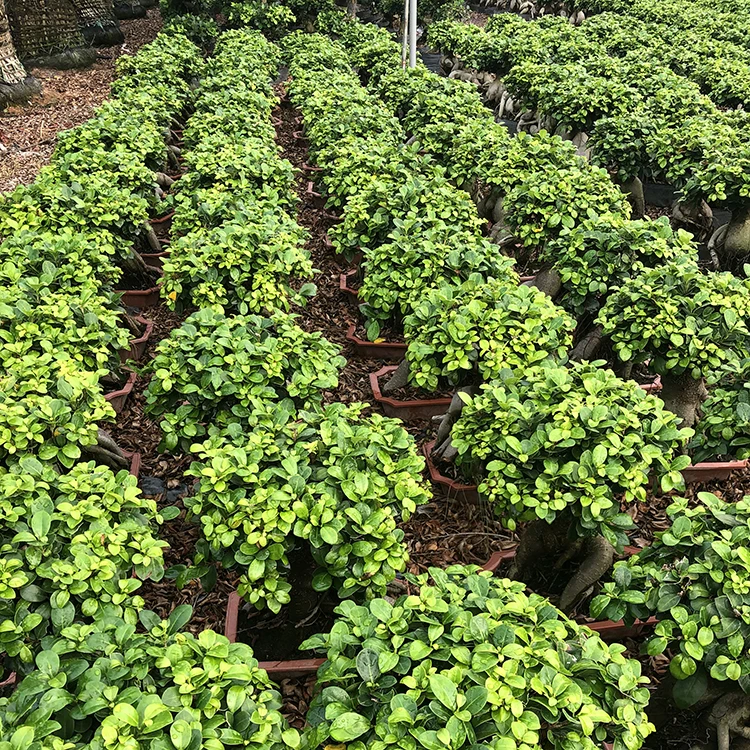 
fiddle leaf topiary price banyan bonsai ginseng ficus tree 