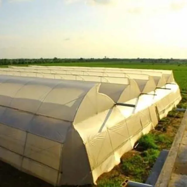 Economic Tunnel Plastic Greenhouse for Vegetable