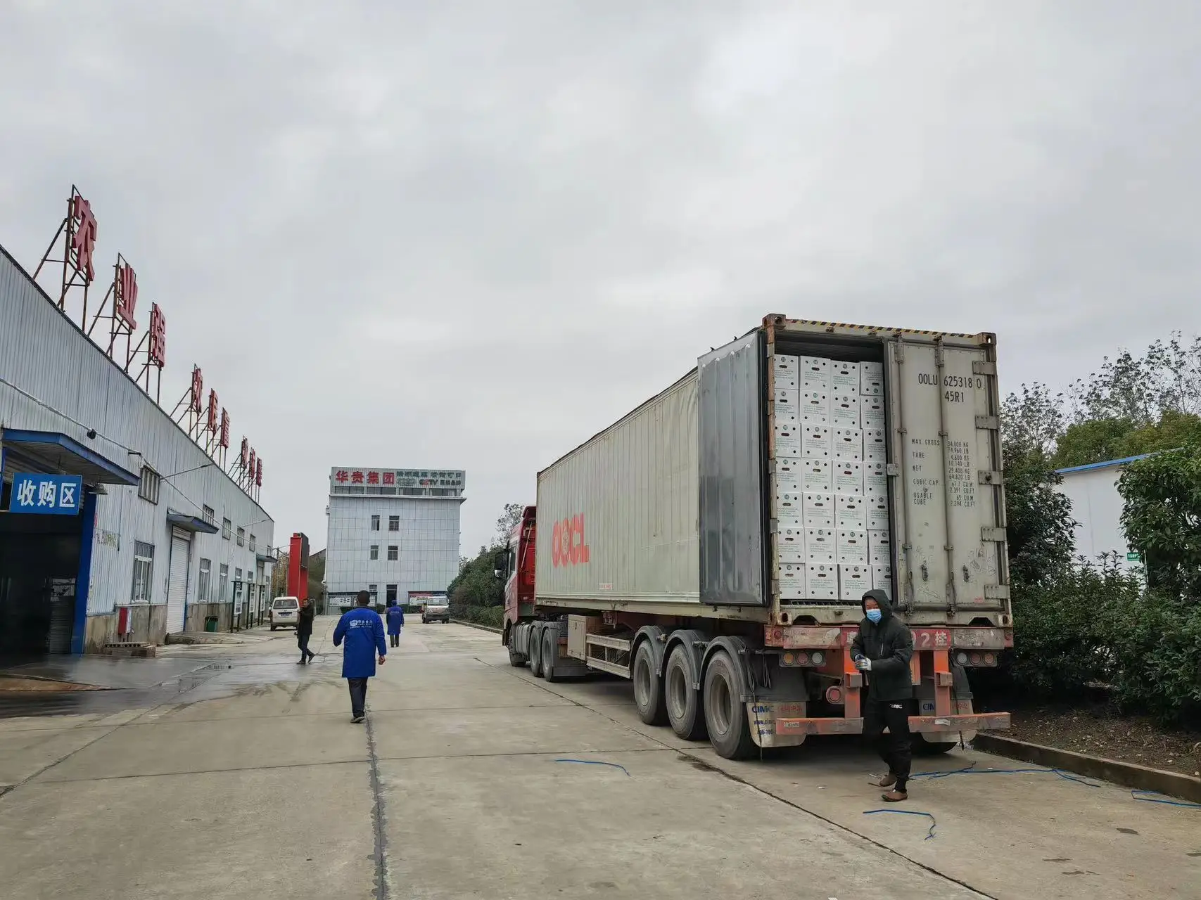 2023 autumn and winter fresh lotus root a large quantity of market powder waxy sweet