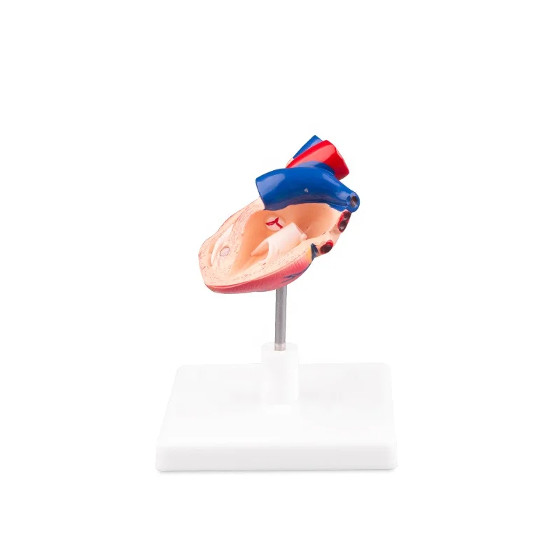 Life Size Anatomical Human Heart Medical Model